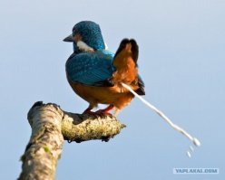 В Великобритании на деревьях закрепили шипы, чтобы птицы не гадили на припаркованные автомобили