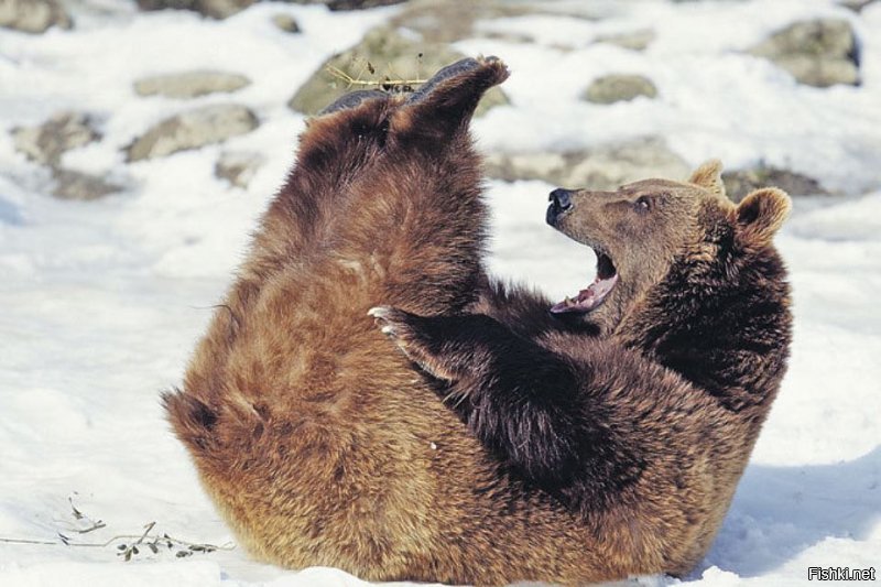 Английских фанатов предупредили о возможных нападениях медведей в России