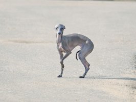 Там вся собака тонкая. Порода такая.