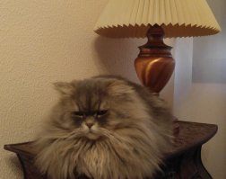 Как меня на Кавказе замуж выдавали