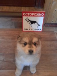 Мой пёс Умка, помись Хаски и Лайки. Уже вырос, послушный и очень активный.