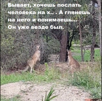 Австралиец разнял двух дерущихся на его участке кенгуру