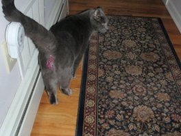 25 кошек и собак, которые разрушили Рождество