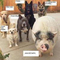 Похлебка — довольная свинка, выросшая среди 5 собак и считающая себя одной из них