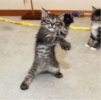 Лампу этому котику.