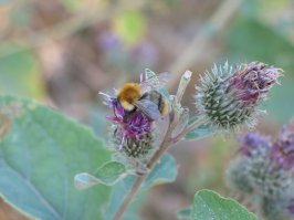 Давно это было, мало, что сохранилось... Ну, разве что вот, навскидку. Не сильно макро, конечно: