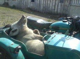 Хозяин, едем уже давай, а.......