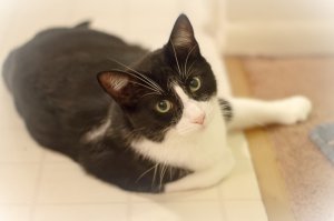 Он не кота подарил, а подушку для дивана. 
Кот - это вот