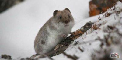 Да, психологический настрой от родителей для ребенка вообще штука интересная!
 Не раз уже в комментах писал пример со своей дочерью (6 лет на тот момент), которая очень боится мышей из-за того что мышей боится мама. На даче есть мышки полевки и мама увидев ломится не видя вокруг ничего. Ну и прилетает доча раз в домик с улицы с криками: там мышка-мыышкаа!!! Я говорю это же не мышка, а лемминг(хотя на самом деле мышз 100%)! Он тут постоянно живет, я его Лехой назвал. Нашел фотку в интернете лемминга и показал ей. 
-Такой?
 - да! 
-Ну это и есть Леха! 
Ломанулась искать Леху под беседку, страх пропал вообще. 
Обьяснил что лемминги тоже как и мышки могут укусить, но никого не трогают если их не беспокоить. Она ему покушать стала носить.
Вот так... назвал по другому, дал имя и тоже существо превратилось из страшного монстра в обычную зверушку, которые как и все зверушки могут покусать. И таких примеров множество.