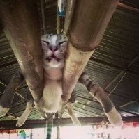 Любимцы