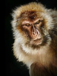 Дикие животные и природа на снимках Флориана Шульца