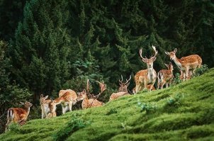 Фотографии хорошие, но для меня самый лучший фотограф - мой супруг (Sergej Razvodovskij) И хоть он больше любит фотографировать архитектуру (мне так кажется), я считаю, что животинка у него изумительно выходит