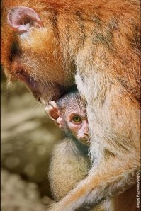 Дикие животные и природа на снимках Флориана Шульца