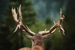 Фотографии хорошие, но для меня самый лучший фотограф - мой супруг (Sergej Razvodovskij) И хоть он больше любит фотографировать архитектуру (мне так кажется), я считаю, что животинка у него изумительно выходит