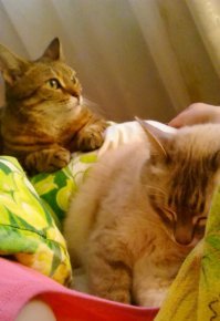 Мои бандиты