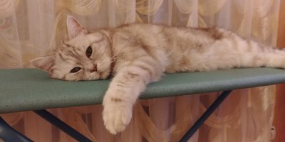 Мой кот. Месяц назад его не стало.