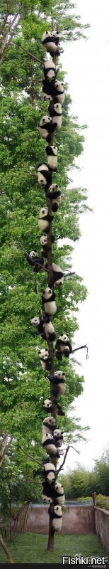 Панда рухнула с дерева, помешав страстной парочке