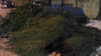31 декабря прошлого года больше десятка ёлок валялись на помойке. Жалко.