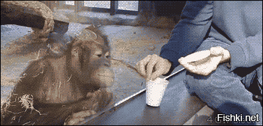 Уникальные кадры: горилла смеется совсем как человек!
