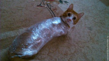 Заодно и котэ утеплил.