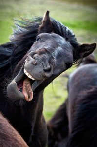 17 самых забавных фотографий животных 2017 года