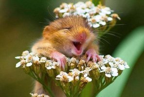 Эта фотка уж несколько лет гуляет в интернете,  а награду почему-то дают за 2017. Или это из серии: новое - хорошо забытое старое?