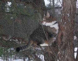 Отпуска были длинные, не на кого животинку было оставить.
Боевой зверюга, три вещи были родные: миска, лоток и обрезок шерстяного одеялка.
Где этот комплект, там и его дом :)
Еще корзинка - четвертая.
Бедолаге, вместо спокойной старости досталось роль няньки-игрушки :)