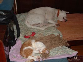 Двое в кровати, не считая собаки: таймлапс о бигле, который пытался поспать с хозяевами