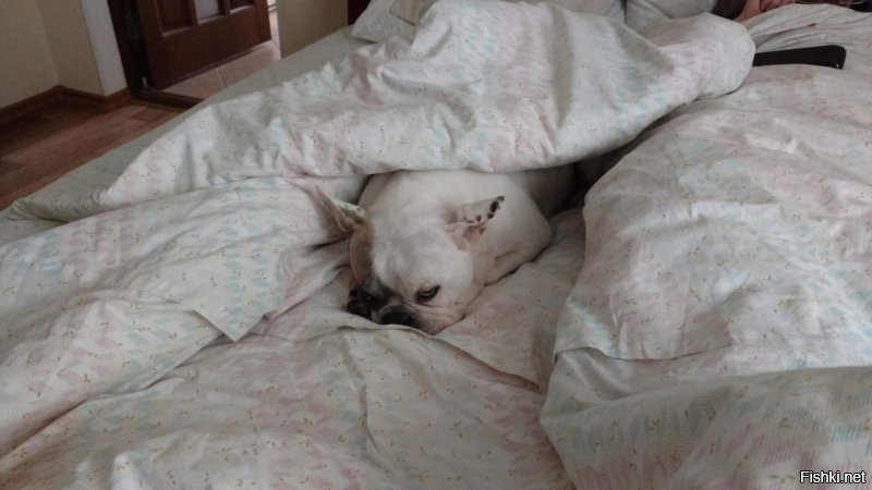 Двое в кровати, не считая собаки: таймлапс о бигле, который пытался поспать с хозяевами
