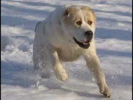 Это ж не алабай. вот алабай: