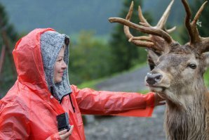 Имела счастье общаться с этими мощными животными - очень впечатлилась