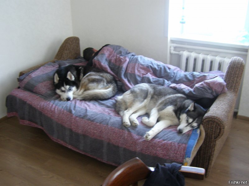 Двое в кровати, не считая собаки: таймлапс о бигле, который пытался поспать с хозяевами
