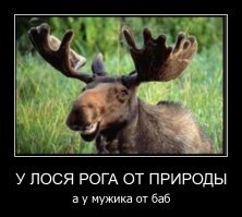 Рога все чешут по разному. У этого товарища видно очень большие, что даже дружбанов позвал. 
Кретины.