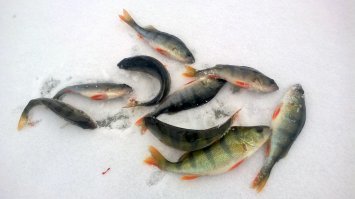 В Подмосковье не лучше. Жмёмся по заливам ...