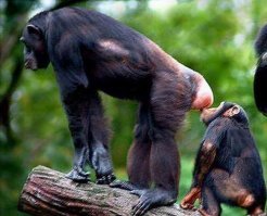 Вот уж лизнула так лизнула...