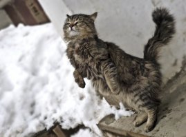 просто у подъезда орали два  диких кота. один убежал, когда подошли, а второй, когда сын к нему руку протянул вдруг вот так  вытянулся, дал себя погладить и  потом еще повторил на камеру.