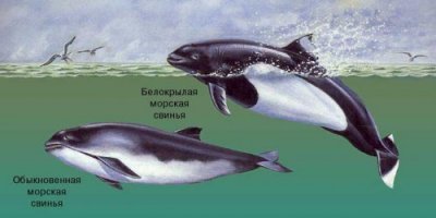 Мне кажется вполне нормальным, когда дельфины вступают в половую связь с морскими свиньями, это то же самое, если бы мужчина с европейской внешностью вступил в половую связь с чернокожей женщиной. Было бы намного удивительней, если бы дельфины насиловали обычных сухопутных свиней.
