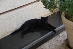 Я вот такого колоритного в Египте встретил