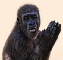 Экстремалы оказались в реанимации, неудачно спрыгнув с моста на тарзанке 