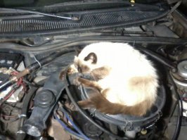 Очень колоритные уличные коты