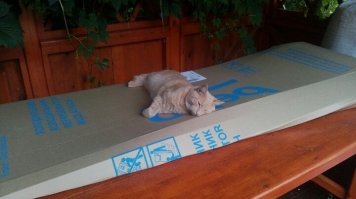 На моего кота-шпрота похож ))) Своего тоже на даче подобрал грязного и лохматого.