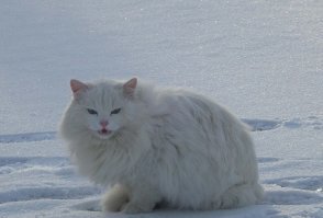 Очень колоритные уличные коты