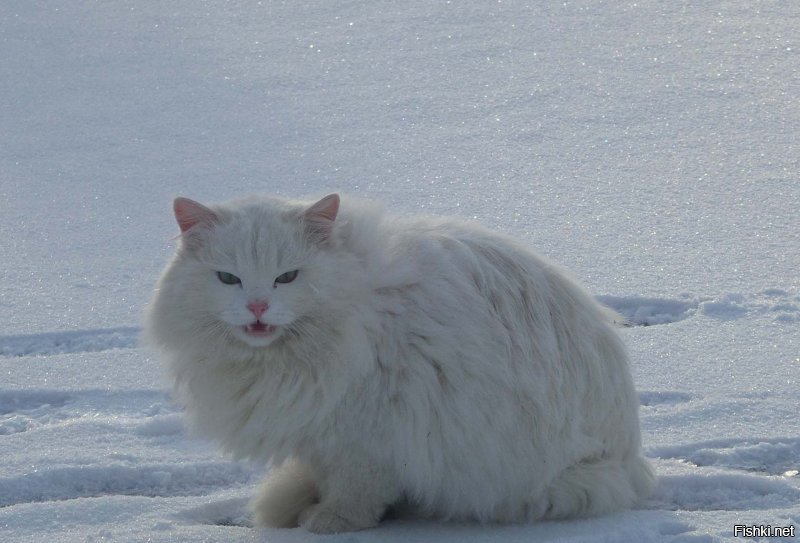 Очень колоритные уличные коты