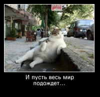 Коалы подрались на трассе в Австралии