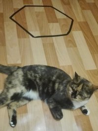 Классный кот.
А мне кошка бракованная попалась: я и квадраты, и круги, и шестиугольники скотчем и изолентой на полу клеил, а она всё равно ложится снаружи.