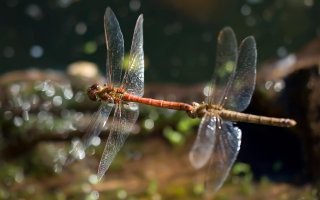 Фотоподборка