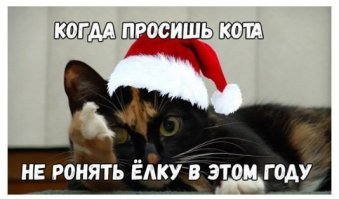 это кошка, по этому она и показывает фак тупому автору.