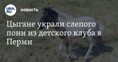 Не стоит выставлять этих лошадей напоказ, ведь они могут заинтересовать цыган)