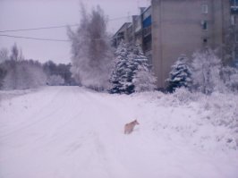 Ахххренеть, сколько совпадений! 
Месяц назад я притащила со двора мелкорыжего скелетика, сидел, дрожал и хныкал. Дома выяснилось - КОТ. Именно так, первичные половые признак были уже тогда очень ярко выражены, хотя сам на ладони помещался с запасом. И это начало ЖРАТЬ. Всё подряд, за что был назван Жорой (полное имя Обжора). Повадки нынче идентичны Кусаке.
Разница в наших собаках - пол, полагаю, возраст (моей года нет) и у моей уши стоят, такие же рыжие. Всё остальное идентично.
Тоже ободраны обои, замороженный ремонт. Чёрное покрывало очень похоже, слегка отличается рисунок, но однотипный.
Только у меня ещё существует третий персонаж, взрослая трёхцветная кошка-гопница. Дерётся со всеми (может, потому что стерилизованная?), но Обжору приняла, там бить нечего было. С собакой у них был вооружённый нейтралитет.
С появлением мелкого - то кошка собаке наваляет, то собака кошку тяпнет, Конкурируют, кто будет с ним играть и кто его вылижет. Но спит мелкий жрец или с людьми, или с собакой.
Жаль, сфоткать сейчас не могу - телефон вчера наглухо заглючил...
Видно плохо, снег снимала, а не собаку.
Добра всем!