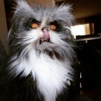 Пентаграмму попробуй,кошки они такие....